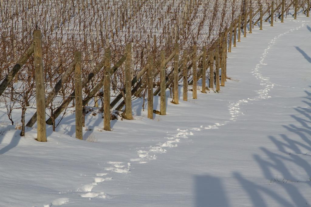 Il Roncal Wine Resort - For Wine Lovers Cividale Del Friuli Exterior photo