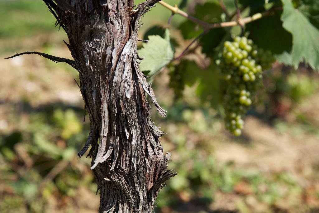 Il Roncal Wine Resort - For Wine Lovers Cividale Del Friuli Exterior photo
